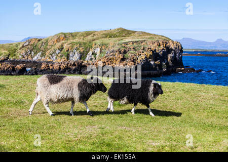 Schafbeweidung auf Flatey Insel in Breidafjördur Island Stockfoto