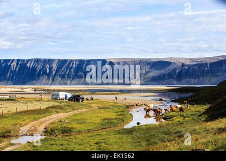 An einem Fluss in Breiðavík in den Westfjorden Islands grasende Kühe. Stockfoto