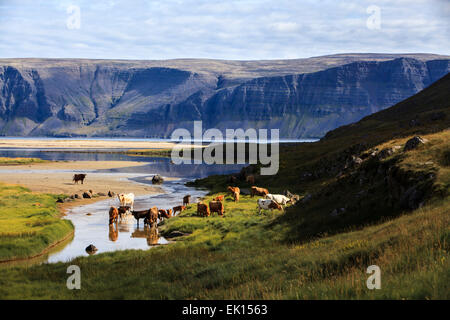 An einem Fluss in Breiðavík in den Westfjorden Islands grasende Kühe. Stockfoto