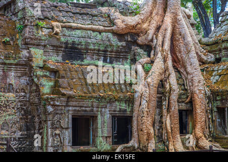 Einen klassischen Blick auf der Ta Prohm Tempel, umhüllt von gigantischen Wurzeln, Angkor Wat, Kambodscha Stockfoto