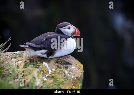 Papageitaucher Vogel auf den Latrabjarg Klippen in den Westfjorden Islands. Stockfoto