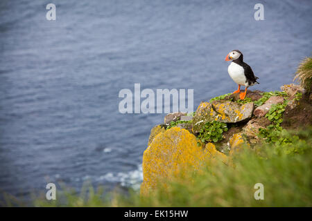 Papageitaucher Vogel auf den Latrabjarg Klippen in den Westfjorden Islands. Stockfoto