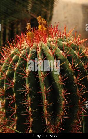 Mexikanische Feuer Barrel Cactus Carlsbad, New Mexico - USA Stockfoto