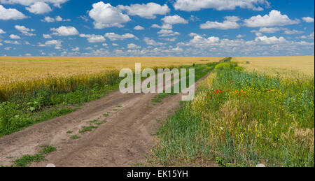 Ukrainian rural landscape with agricultural fields and dirty road among of them Stockfoto