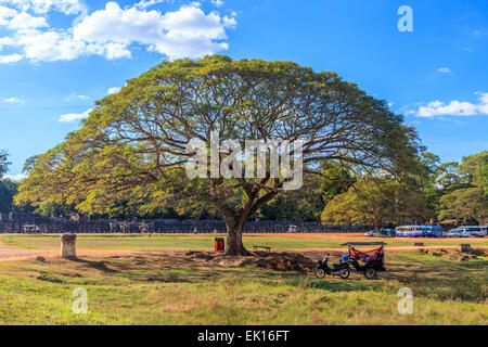 Ein riesiger Baum in der Nähe der Elephant Terrasse, Angkor Wat Stockfoto