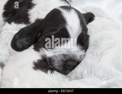 Englischer Cocker Spaniel Welpen schlafen in einem Haufen. Drei Wochen alt. Stockfoto