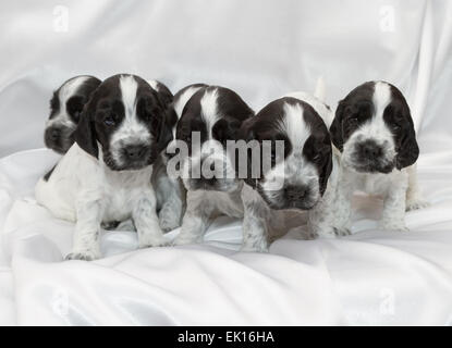 Englischer Cocker Spaniel Welpen schlafen in einem Haufen. Drei Wochen alt. Stockfoto