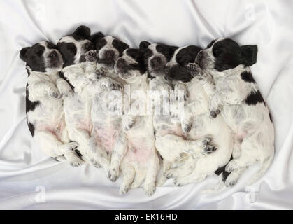 Englisch Cocker Spaniel Welpen schlafen nebeneinander. Drei Wochen alt. Stockfoto