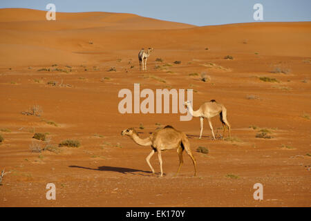 Beduinen (Beduinen) Kamele im Wahiba Sands (Sharqiya Sands), Oman Stockfoto