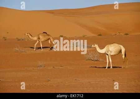 Beduinen (Beduinen) Kamele im Wahiba Sands (Sharqiya Sands), Oman Stockfoto