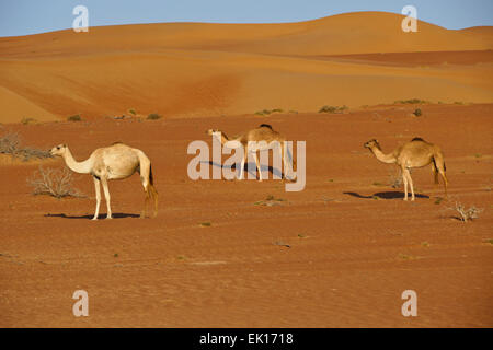 Beduinen (Beduinen) Kamele im Wahiba Sands (Sharqiya Sands), Oman Stockfoto