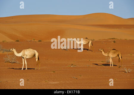 Beduinen (Beduinen) Kamele im Wahiba Sands (Sharqiya Sands), Oman Stockfoto