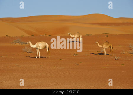 Beduinen (Beduinen) Kamele im Wahiba Sands (Sharqiya Sands), Oman Stockfoto