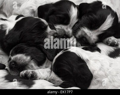 Englischer Cocker Spaniel Welpen schlafen in einem Haufen. Drei Wochen alt. Stockfoto