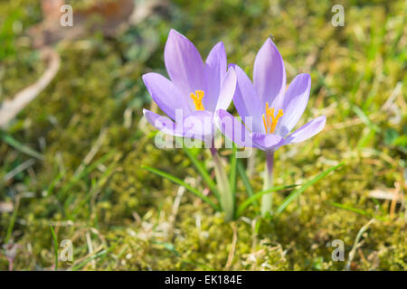 Schönen Frühling Sonnenlicht Krokus Pastell Blumen auf Sonnenschein Almwiese. Stock Foto mit flachen DOF und selektiver Weichzeichner Stockfoto