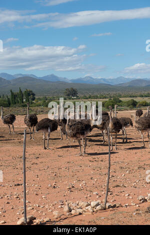 Weibliche Strauße (Struthio Camelus) bewirtschaftet wegen ihres Fleisches auf einer kommerziellen Farm in Oudtshoorn, Western Cape, Südafrika Stockfoto