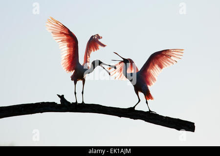 Rosige Löffler (Platalea Ajaja) - Green Cay Feuchtgebiete - Boynton Beach, Florida USA Stockfoto