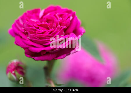 Rose de Rescht Stockfoto