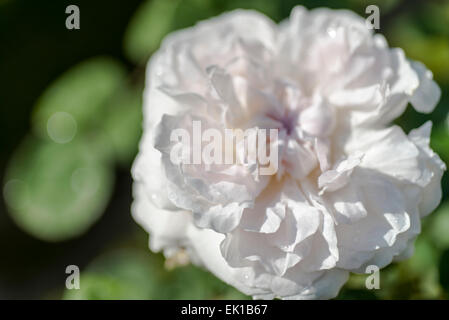 David Austin English rose Winchester Cathedral Stockfoto