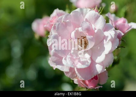 Rosa Rosa Dame der Morgendämmerung Stockfoto