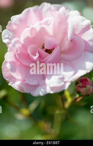 Rosa Rosa Dame der Morgendämmerung Stockfoto