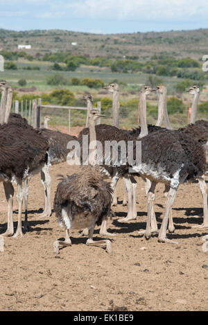 Weibliche Strauße (Struthio Camelus) bewirtschaftet wegen ihres Fleisches auf einer kommerziellen Farm in Oudtshoorn, Western Cape, Südafrika Stockfoto