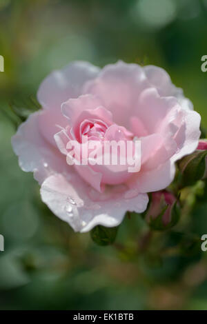 Rosa Rosa Dame der Morgendämmerung Stockfoto