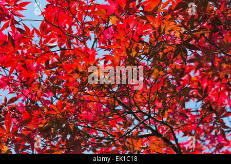 Ahornbaum mit roten Blättern, Präfektur Gifu, Japan Stockfoto