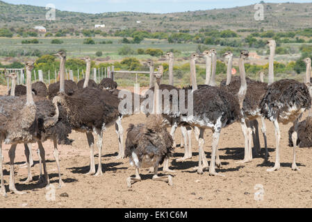 Strauße (Struthio Camelus) bewirtschaftet wegen ihres Fleisches und Federn auf einer kommerziellen Farm in Oudtshoorn, Western Cape, Südafrika Stockfoto