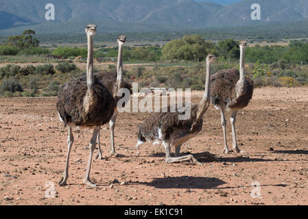 Strauße (Struthio Camelus) bewirtschaftet wegen ihres Fleisches und Federn auf einer kommerziellen Farm in Oudtshoorn, Western Cape, Südafrika Stockfoto