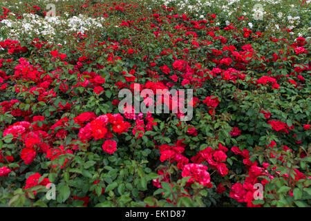 Rote rose La Sevillana Stockfoto