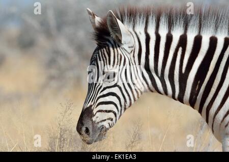 Burchell Zebra (Equus Burchelli), Nahaufnahme von einem Fohlen, Etosha Nationalpark, Namibia, Afrika Stockfoto