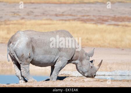 Schwarze Nashorn (Diceros Bicornis), Männchen, trinken aus einem Wasserloch, Etosha Nationalpark, Namibia, Afrika Stockfoto