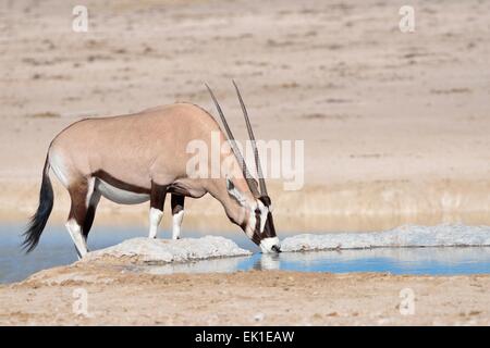 Oryx (Oryx Gazella), erwachsenes Weibchen trinken an einem Wasserloch, Etosha Nationalpark, Namibia, Afrika Stockfoto