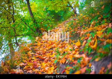 Waldweg verstreut gefallenen Ahornblätter Stockfoto
