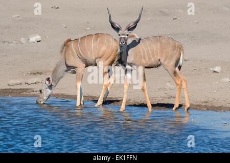 Größere Kudus (Tragelaphus Strepciceros), männlich und weiblich, trinken an einem Wasserloch, Etosha Nationalpark, Namibia, Afrika Stockfoto