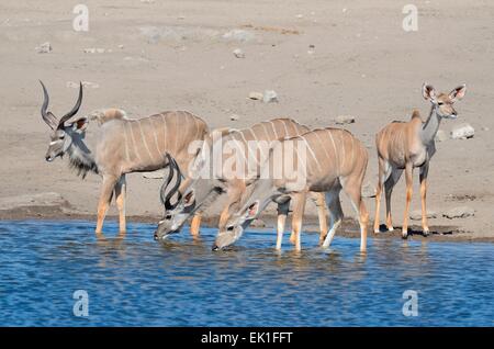 Größere Kudus (Tragelaphus Strepciceros), Männchen, Weibchen und jung, trinken an einem Wasserloch, Etosha Nationalpark, Namibia, Afrika Stockfoto