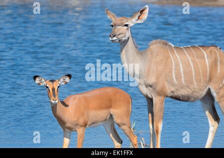 Eine größere weibliche Kudu (Tragelaphus Strepciceros) und ein Black-faced Impala (Aepyceros Melampus Petersi) weiblich, Etosha, Namibia Stockfoto