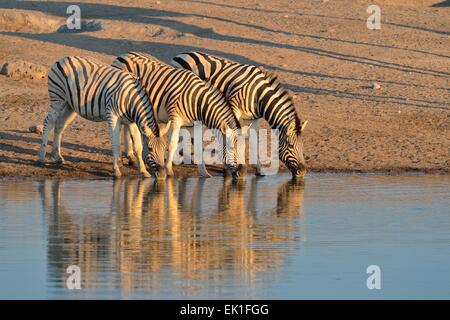 Burchell Zebras (Equus Quagga Burchelli), trinken an einem Wasserloch im Abendlicht, Etosha Nationalpark, Namibia, Afrika Stockfoto