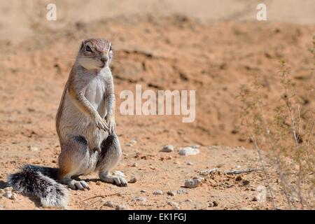 Kap-Borstenhörnchen (Xerus Inauris), Männchen, stehend, Kgalagadi Transfrontier Park, Northern Cape, Südafrika, Afrika Stockfoto