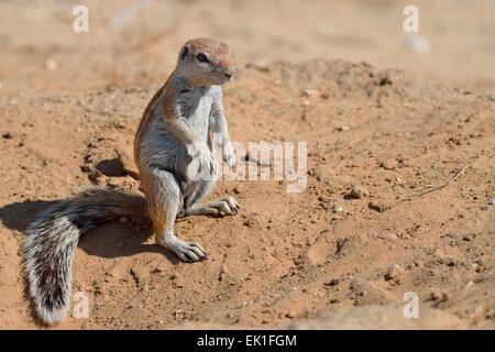 Cape Boden Eichhörnchen (Xerus Inauris), junger Mann, stand vor einer Burrow, Kgalagadi Transfrontier Park, Südafrika Stockfoto