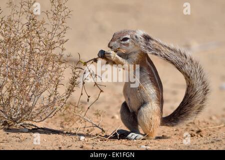 Kap-Borstenhörnchen (Xerus Inauris), junger Mann, Fütterung, Kgalagadi Transfrontier Park, Northern Cape, Südafrika, Afrika Stockfoto