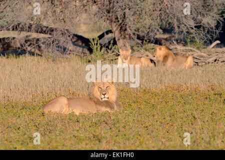 Löwe (Panthera Leo), Männlich, liegend auf der Wiese mit ein paar Löwen hinter Kgalagadi Transfrontier Park, Südafrika, Afrika Stockfoto