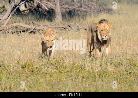 Löwen (Panthera Leo) paar, männlich und weiblich, walking in the Grass, Kgalagadi Transfrontier Park, Northern Cape, Südafrika Stockfoto