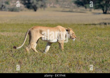 Löwin (Panthera Leo), erwachsenes Weibchen, Wandern in den Rasen, Kgalagadi Transfrontier Park, Northern Cape, Südafrika, Afrika Stockfoto