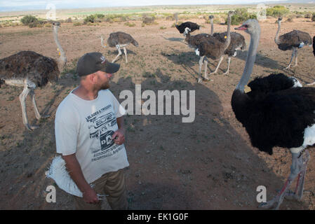 Landwirt mit Straußen (Struthio Camelus) auf einer kommerziellen Farm in Oudtshoorn, Western Cape, Südafrika Stockfoto