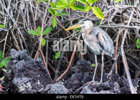 Great Blue Heron ansehen unter den Mangroven auf der Insel Isabela auf den Galapagos Inseln Stockfoto