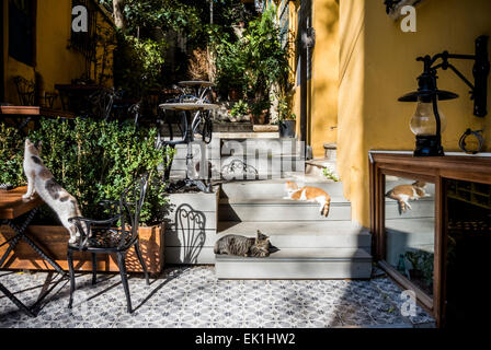 Katzen in der Sonne Stockfoto