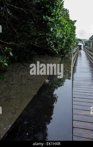 China Hongkong Landschaft Menschen Sommer Feuchtgebiete Wildlife chinesischen See lange Pier Pier regen Wolken Regen Brücke Sommer nass Stockfoto