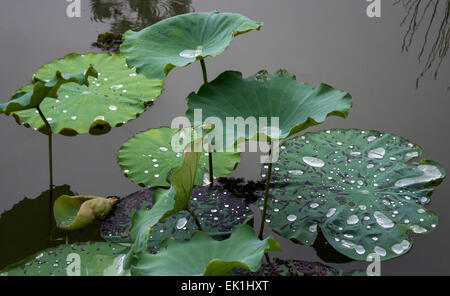 Seerosen Regen Tropfen China Blumen und Pflanzen-Hong Kong-Landschaft schwimmende Teich grün hell Lilie Stockfoto